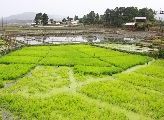 Foto: The Land of Shamans. Nishi and Apatani Tribes. Part 1