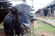 Foto: The Land of Shamans. Nishi and Apatani Tribes. Part 1