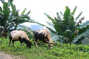 Foto: The Land of Shamans. Nishi and Apatani Tribes. Part 1