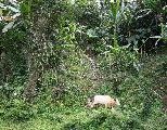 Foto: The Land of Shamans. Nishi and Apatani Tribes. Part 1