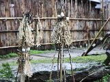 Foto: The Land of Shamans. Nishi and Apatani Tribes. Part 1