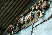 Foto: Different India. Different Tribe, Part III