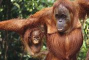 Foto: Women of the Tribe and Search of Freshwater Dolphins in Borneo