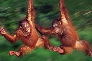 Foto: Women of the Tribe and Search of Freshwater Dolphins in Borneo