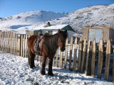 Foto: Dog sledding trip to Mongolia