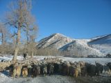 Foto: Dog sledding trip to Mongolia