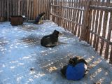 Foto: Dog sledding trip to Mongolia