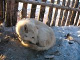 Foto: Dog sledding trip to Mongolia