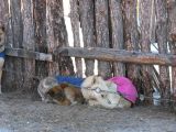 Foto: Dog sledding trip to Mongolia