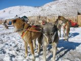 Foto: Dog sledding trip to Mongolia