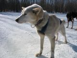 Foto: Dog sledding trip to Mongolia
