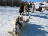 Foto: Dog sledding trip to Mongolia