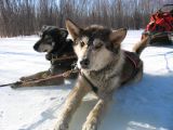 Foto: Dog sledding trip to Mongolia