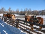 Foto: Dog sledding trip to Mongolia