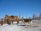Foto: Dog sledding trip to Mongolia