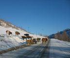Foto: Dog sledding trip to Mongolia