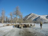 Foto: Dog sledding trip to Mongolia