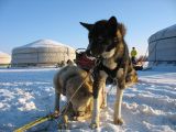 Foto: Dog sledding trip to Mongolia