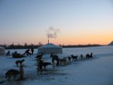 Foto: Dog sledding trip to Mongolia