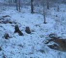 Foto: Dog sledding trip to Mongolia