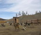 Foto: Dog sledding trip to Mongolia