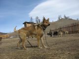 Foto: Dog sledding trip to Mongolia