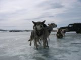 Foto: Dog sledding trip to Mongolia