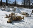 Foto: Dog sledding trip to Mongolia