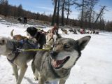 Foto: Dog sledding trip to Mongolia