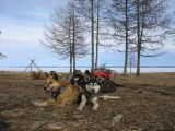 Foto: Dog sledding trip to Mongolia