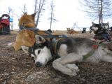 Foto: Dog sledding trip to Mongolia