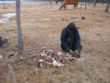 Foto: Dog sledding trip to Mongolia