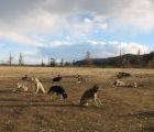 Foto: Dog sledding trip to Mongolia