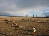 Foto: Dog sledding trip to Mongolia