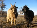 Foto: Dog sledding trip to Mongolia