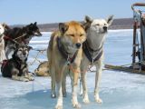 Foto: Dog sledding trip to Mongolia