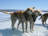Foto: Dog sledding trip to Mongolia