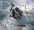Foto: Dog sledding trip to Mongolia