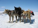 Foto: Dog sledding trip to Mongolia
