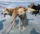 Foto: Dog sledding trip to Mongolia