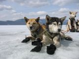 Foto: Dog sledding trip to Mongolia