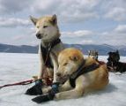 Foto: Dog sledding trip to Mongolia