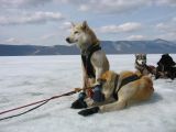 Foto: Dog sledding trip to Mongolia
