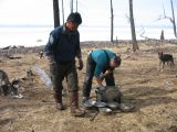 Foto: Dog sledding trip to Mongolia