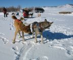 Foto: Dog sledding trip to Mongolia