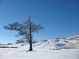 Foto: Dog sledding trip to Mongolia