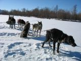 Foto: Dog sledding trip to Mongolia