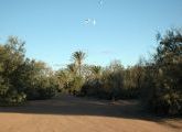 Foto: Opossum and the Painted Desert