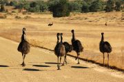Foto: Opossum and the Painted Desert