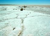 Foto: Opossum and the Painted Desert